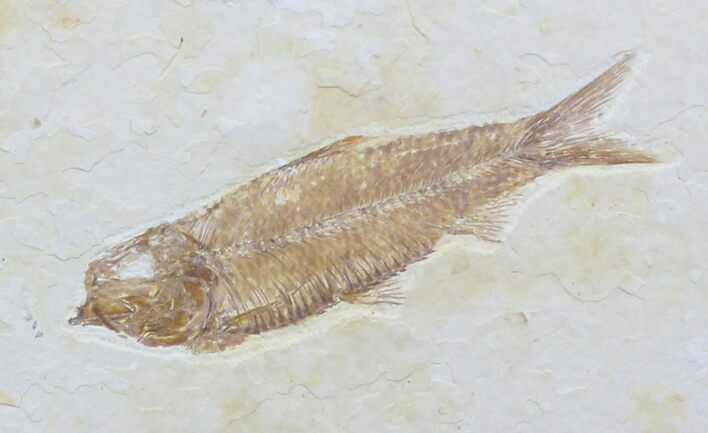 Bargain Knightia Fossil Fish - Wyoming #27654